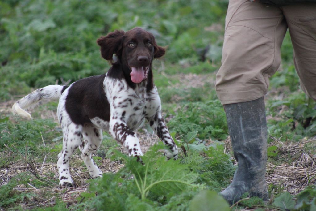 Alpha De La Vallée De La Py