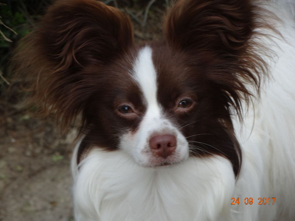 Mirabelle De La Vallée De La Py