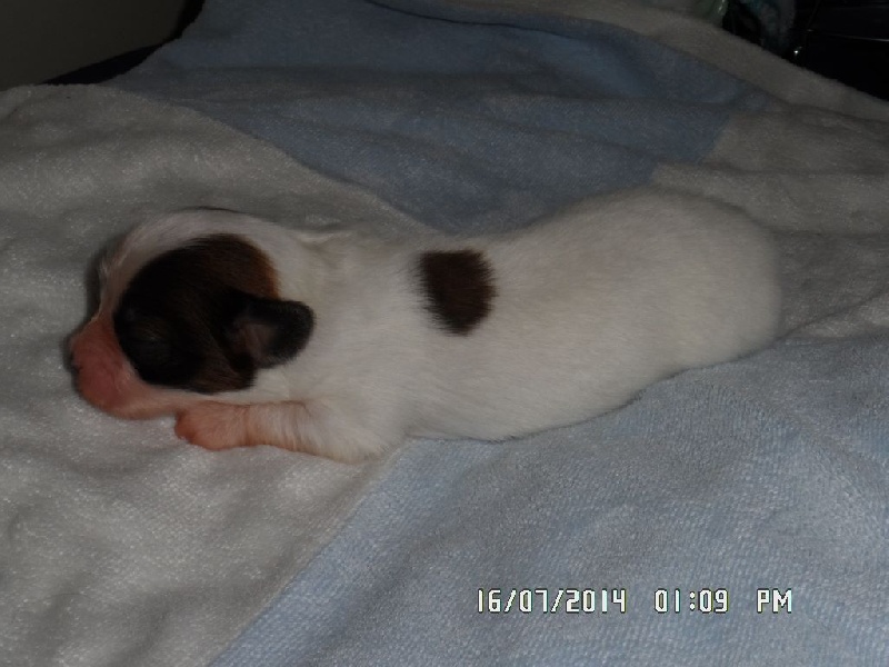 Jepp De La Vallée De La Py