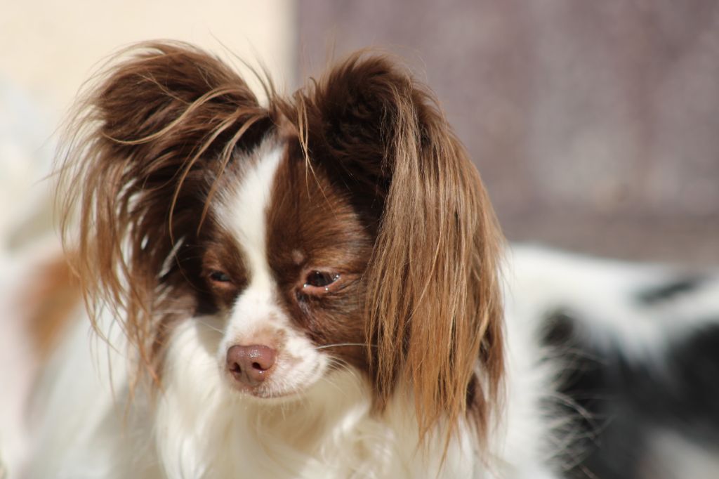 Mirabelle De La Vallée De La Py