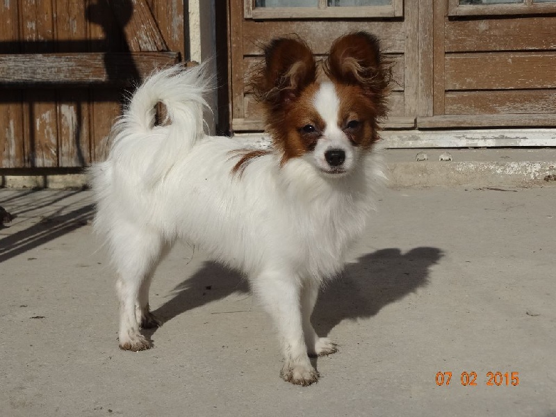 Jepp De La Vallée De La Py