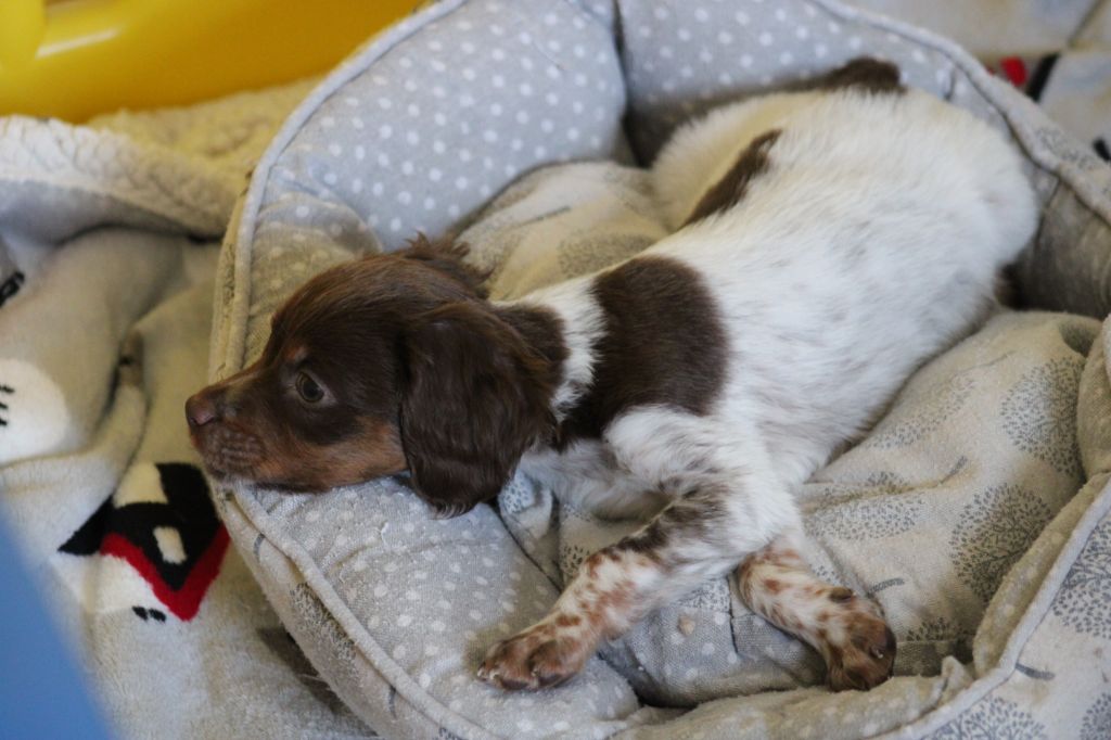 Toto De La Vallée De La Py