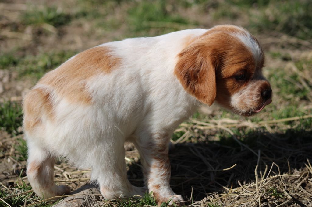 Artus De La Vallée De La Py