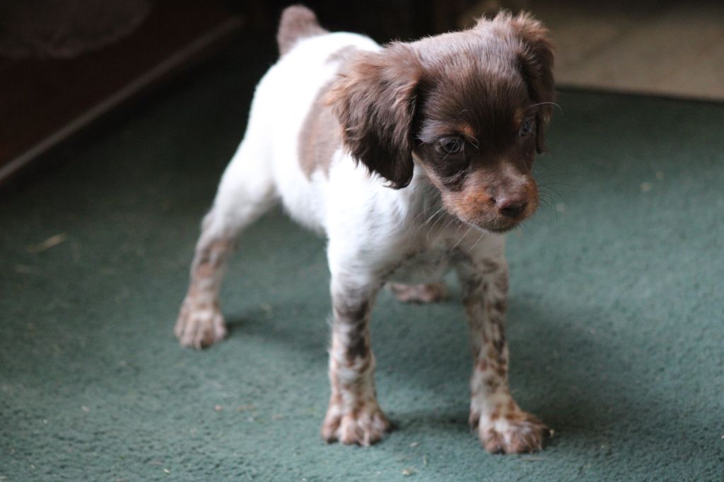 Toto De La Vallée De La Py