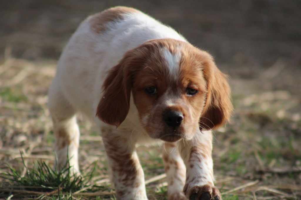 Artus De La Vallée De La Py