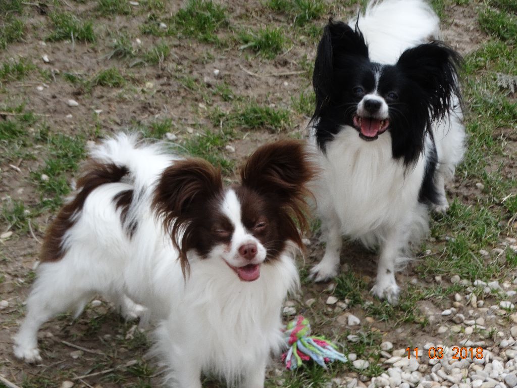 Mirabelle De La Vallée De La Py