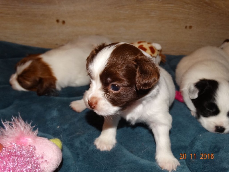 Mirabelle De La Vallée De La Py