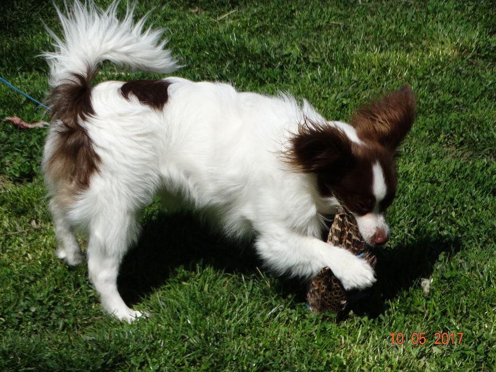 Mirabelle De La Vallée De La Py