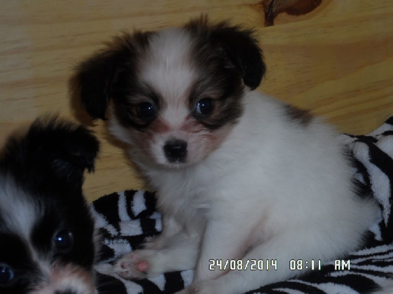 Jepp De La Vallée De La Py