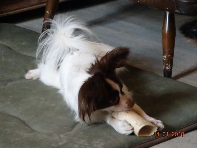 Mirabelle De La Vallée De La Py