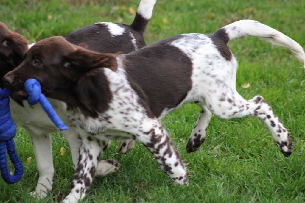 Alpha De La Vallée De La Py