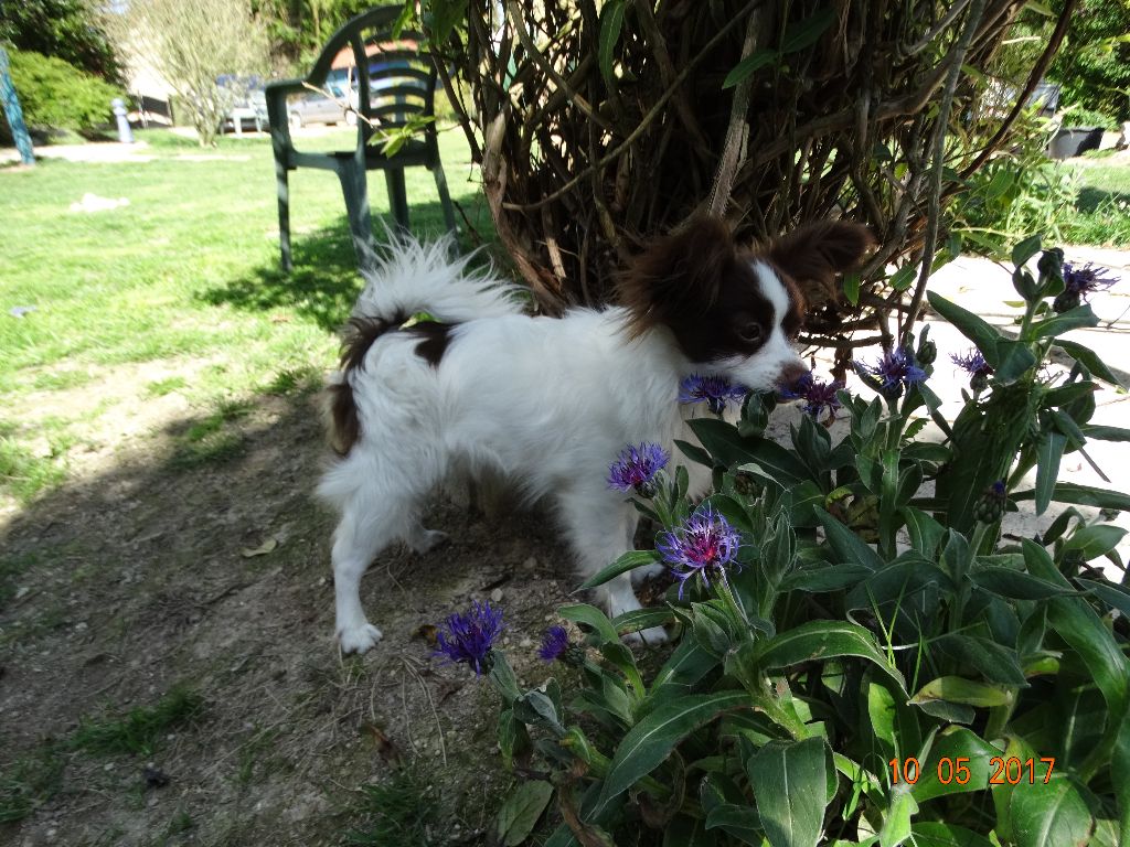 Mirabelle De La Vallée De La Py