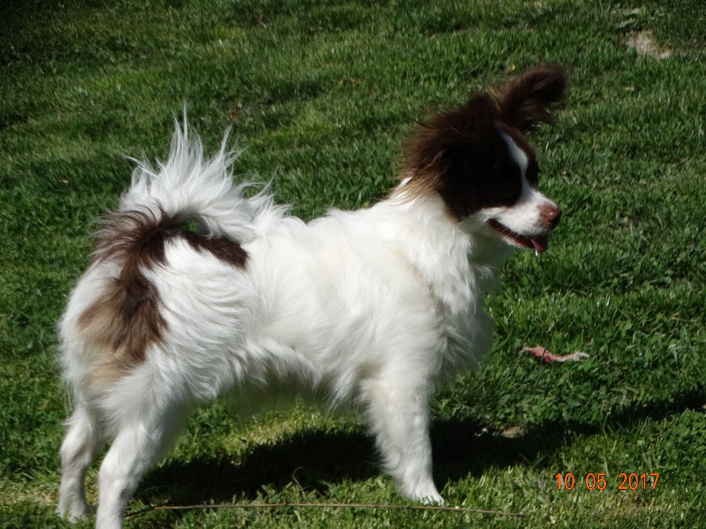 Mirabelle De La Vallée De La Py