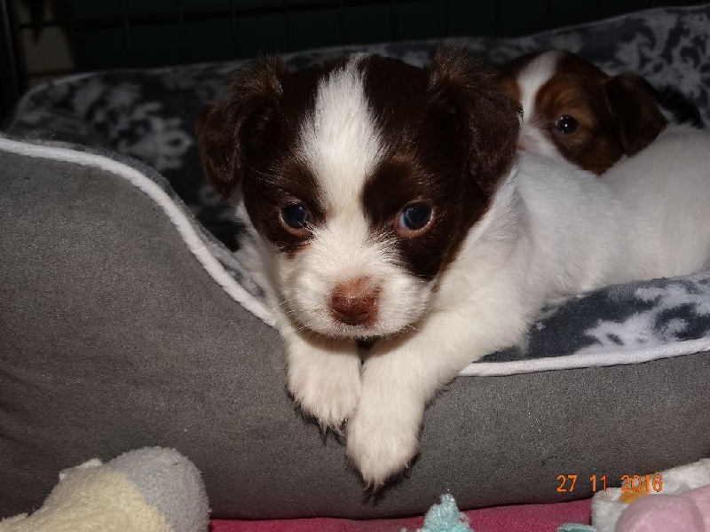 Mirabelle De La Vallée De La Py