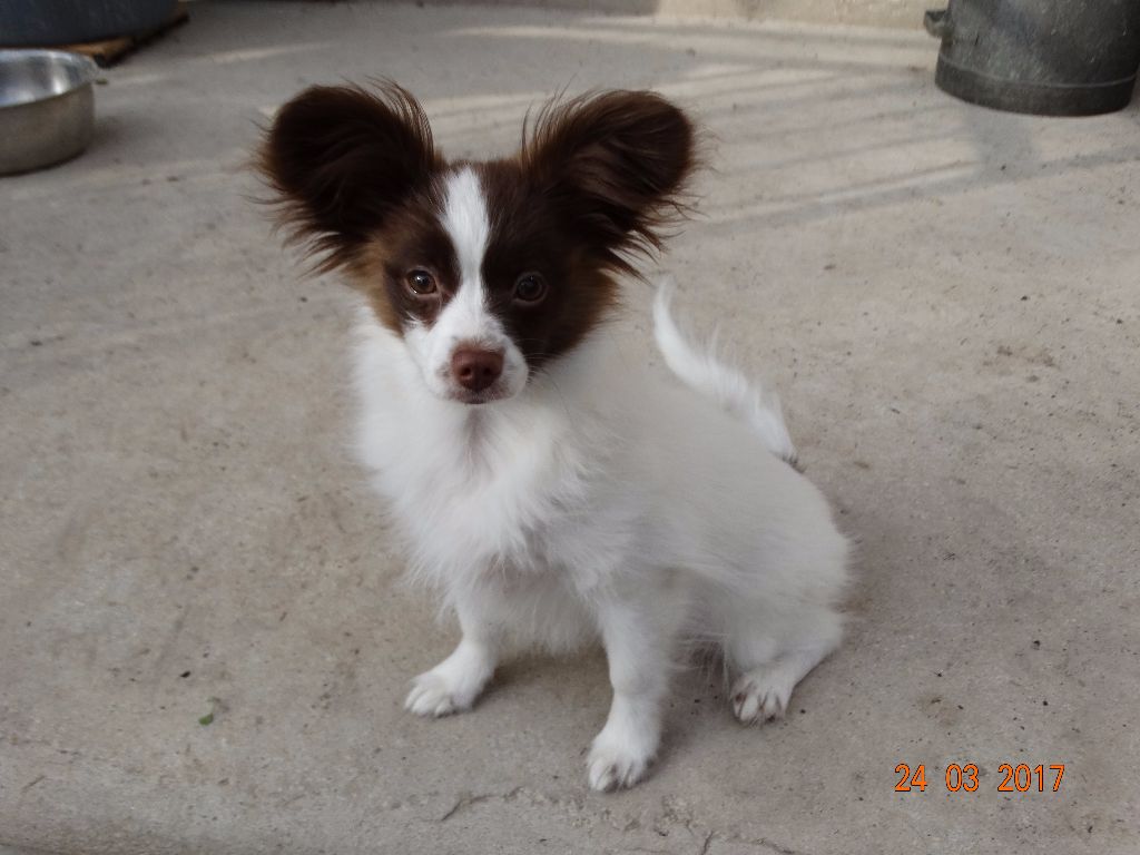 Mirabelle De La Vallée De La Py