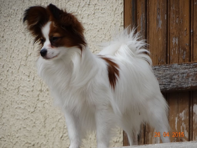 Jepp De La Vallée De La Py