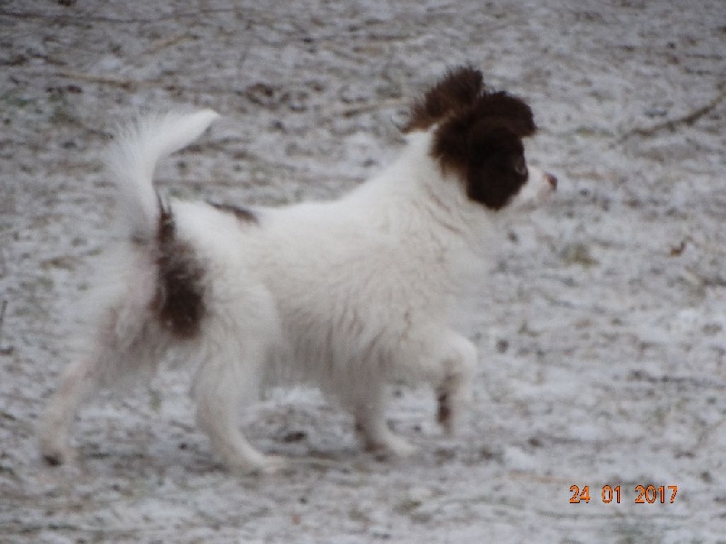 Mirabelle De La Vallée De La Py