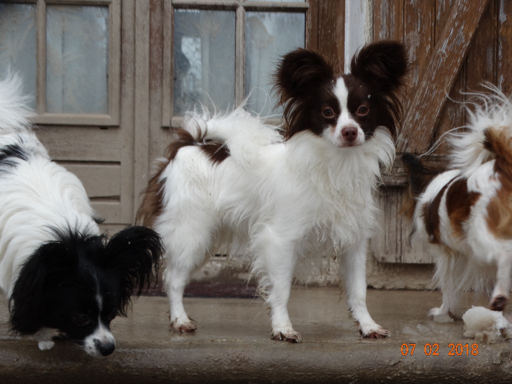 Mirabelle De La Vallée De La Py