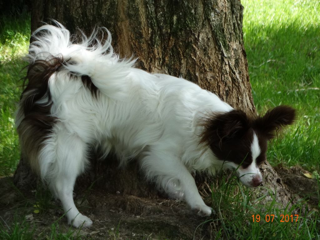 Mirabelle De La Vallée De La Py