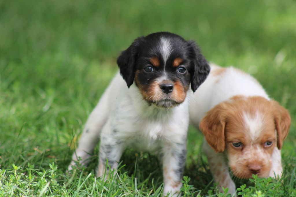 Publication : De La Vallée De La Py