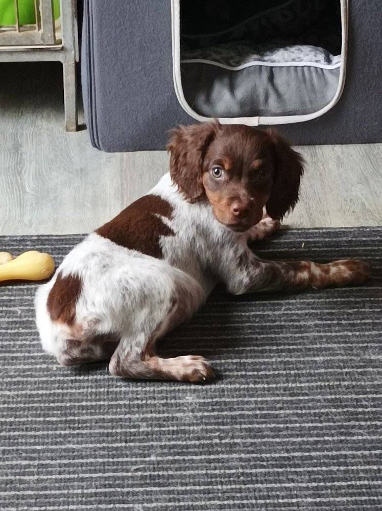 Toto De La Vallée De La Py