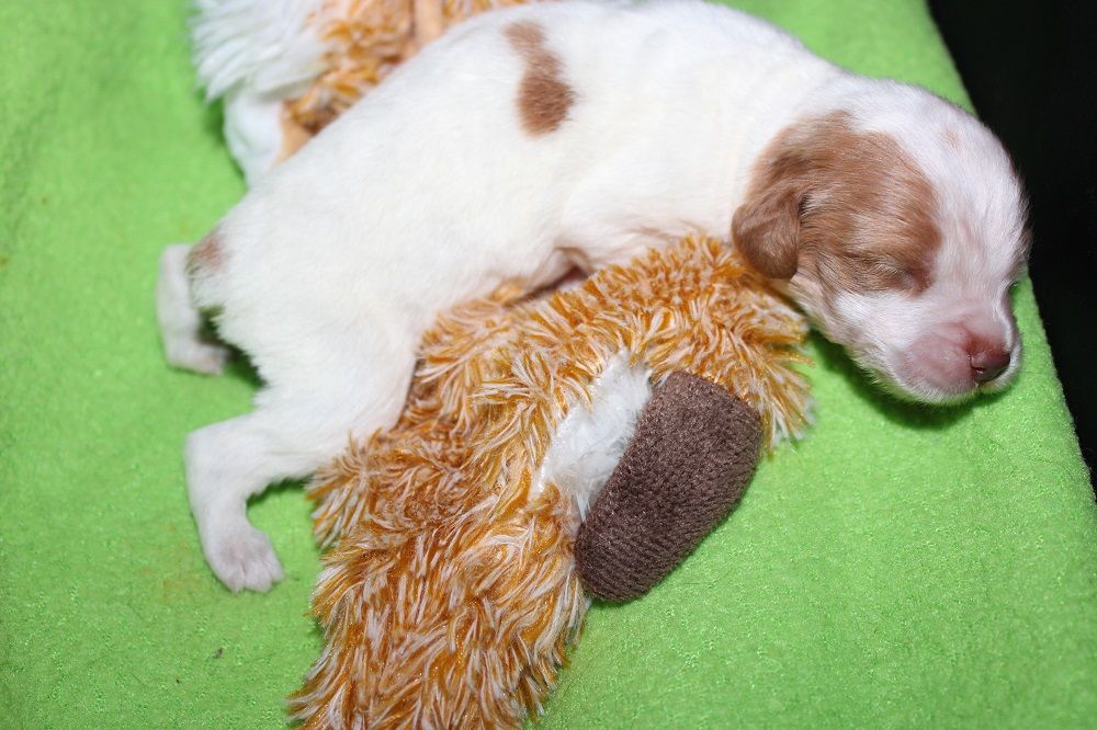 Tcho De La Vallée De La Py