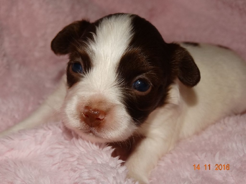 Mirabelle De La Vallée De La Py