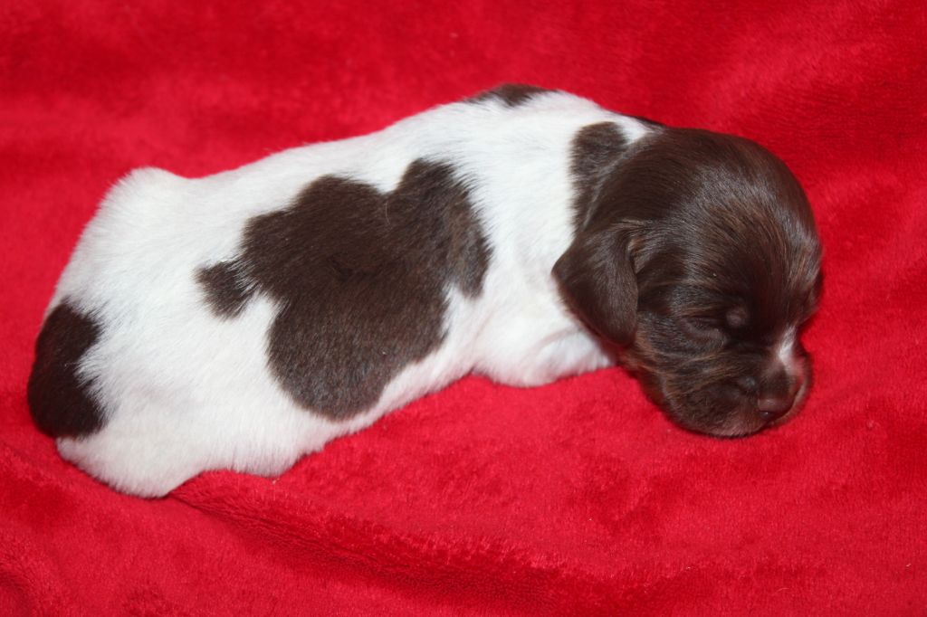 Toto De La Vallée De La Py