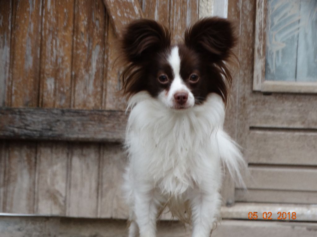 Mirabelle De La Vallée De La Py