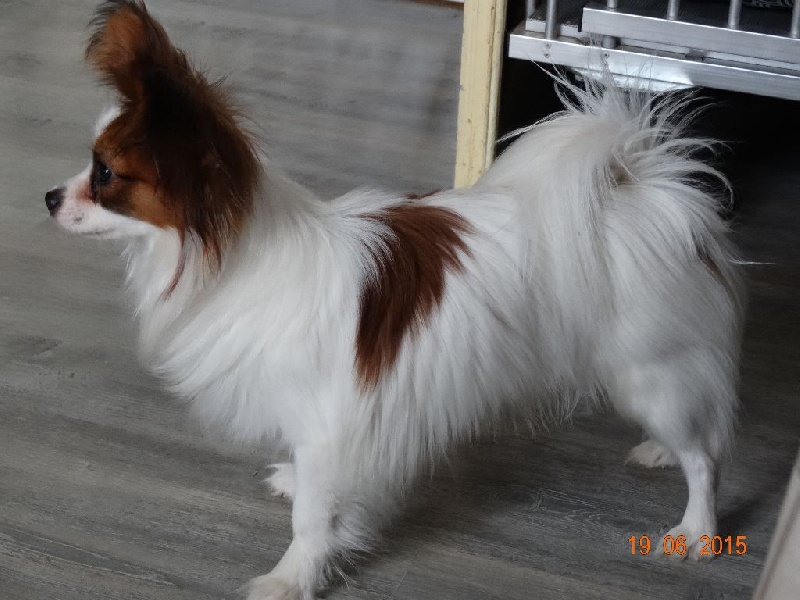 Jepp De La Vallée De La Py