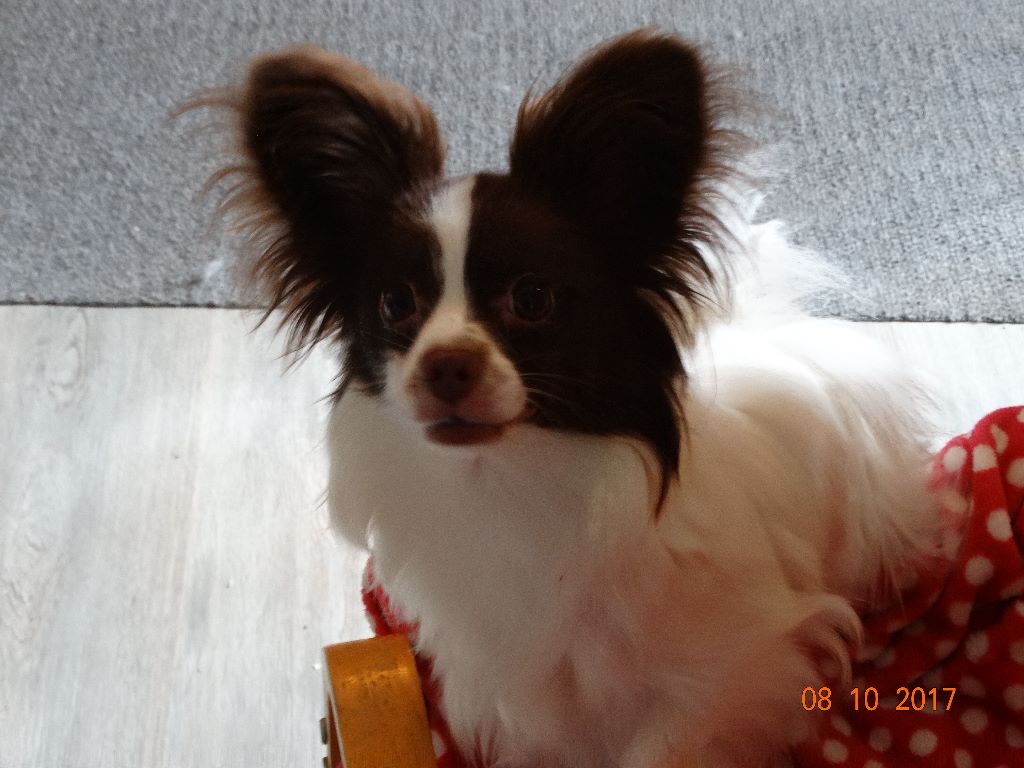 Mirabelle De La Vallée De La Py