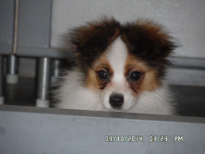 Jepp De La Vallée De La Py