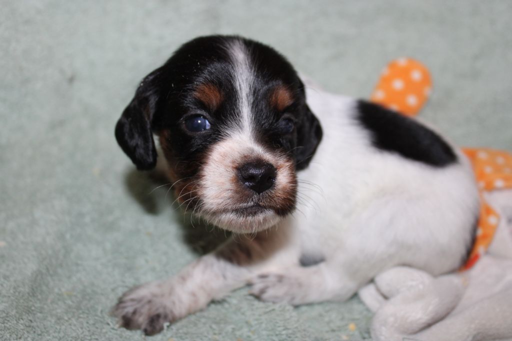 Publication : De La Vallée De La Py