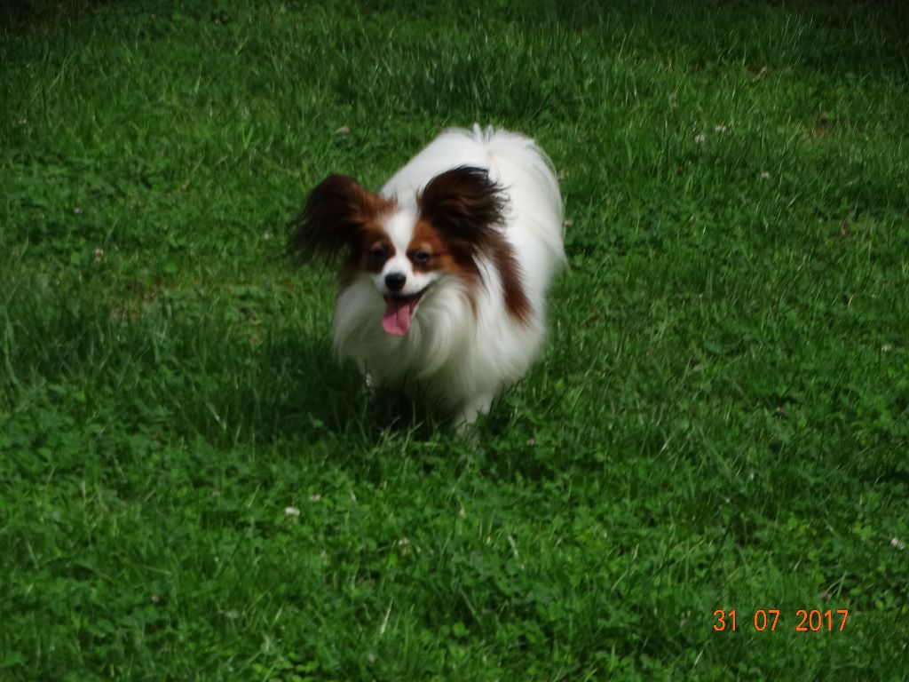 Jepp De La Vallée De La Py