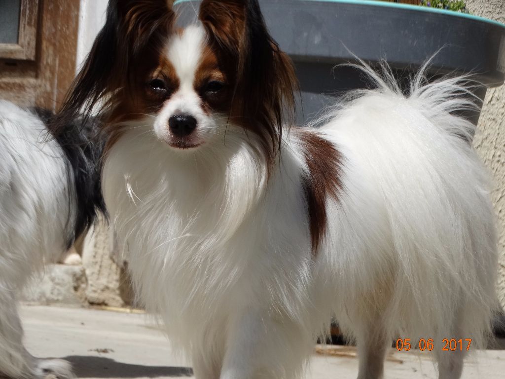 Jepp De La Vallée De La Py