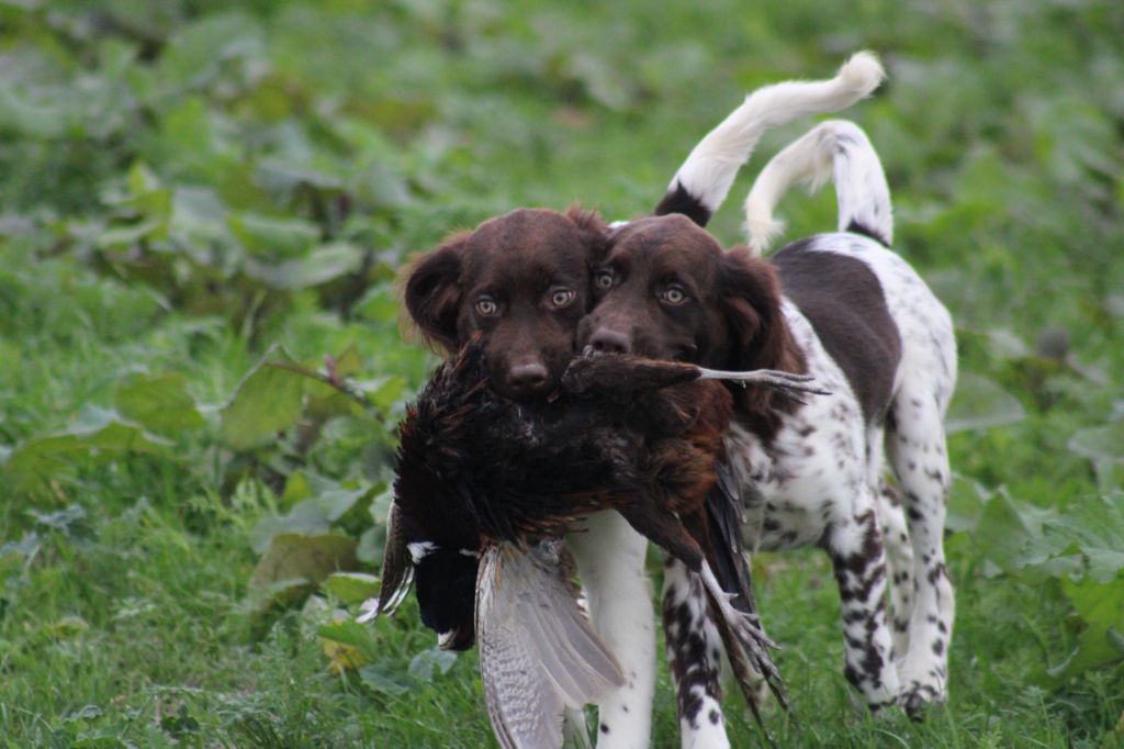Alpha De La Vallée De La Py