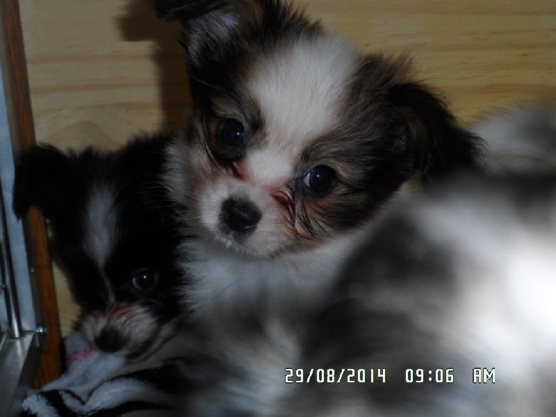 Jepp De La Vallée De La Py