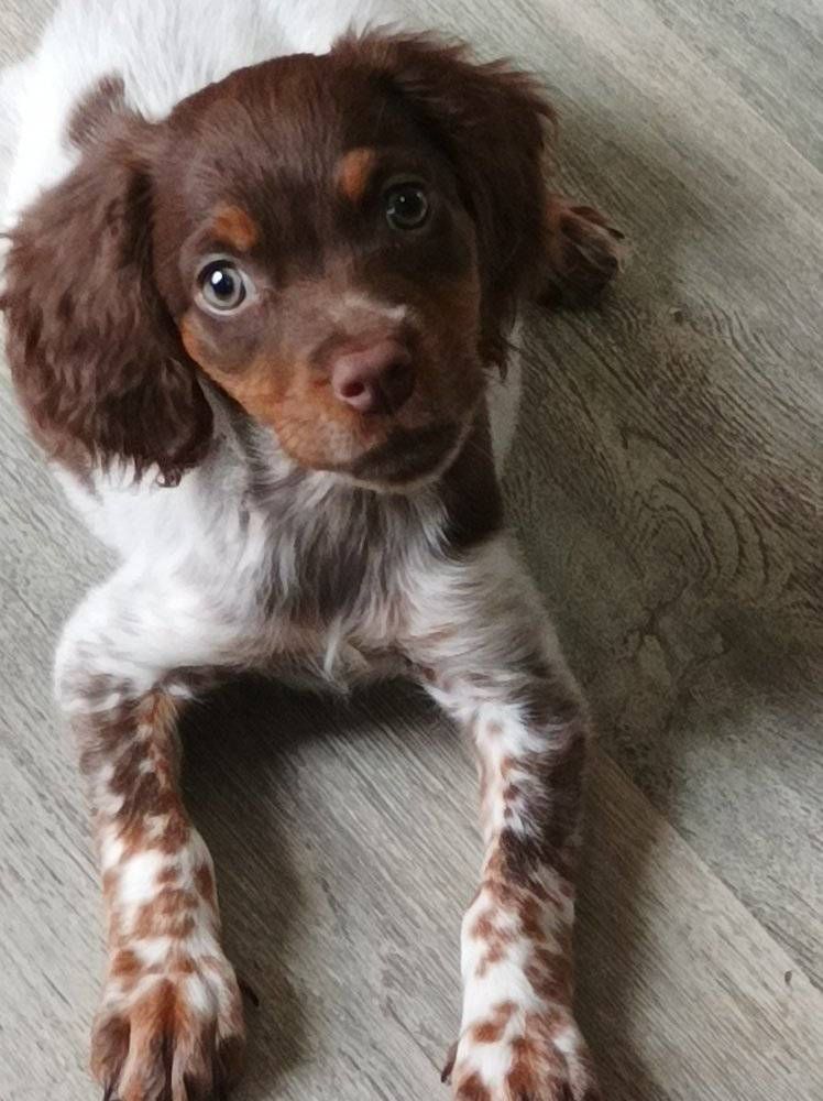 Toto De La Vallée De La Py