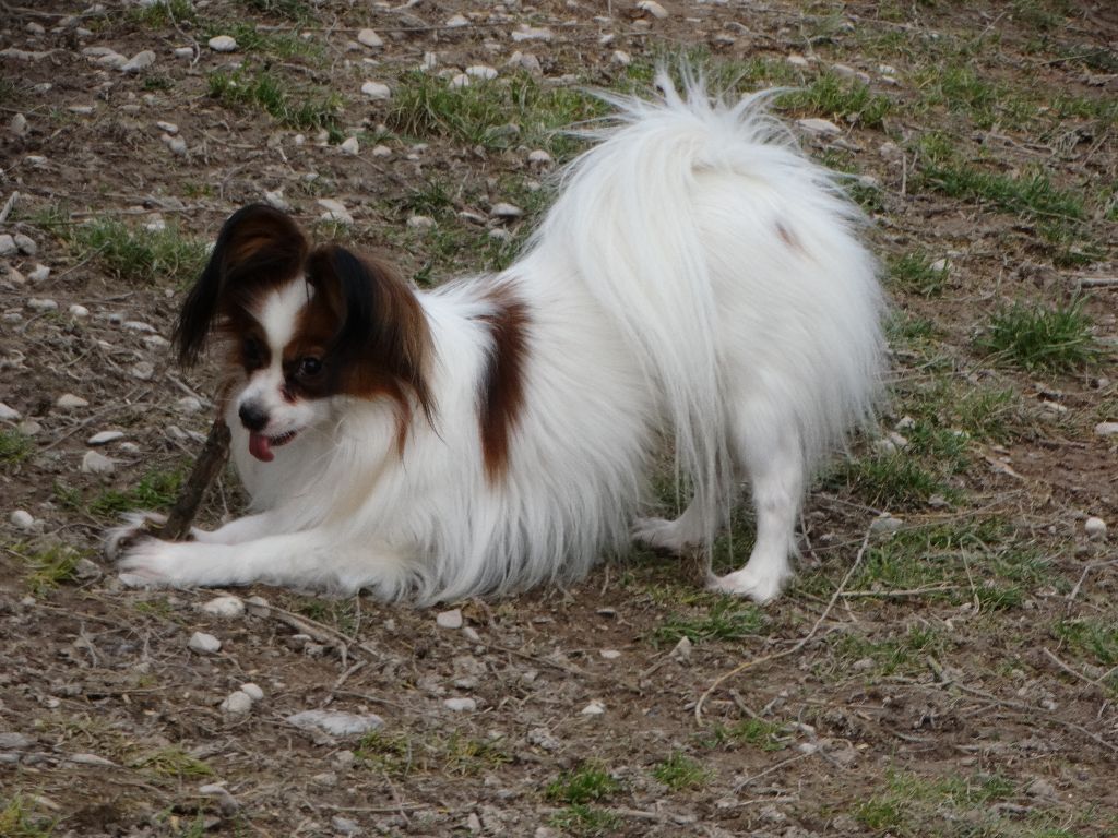 Jepp De La Vallée De La Py