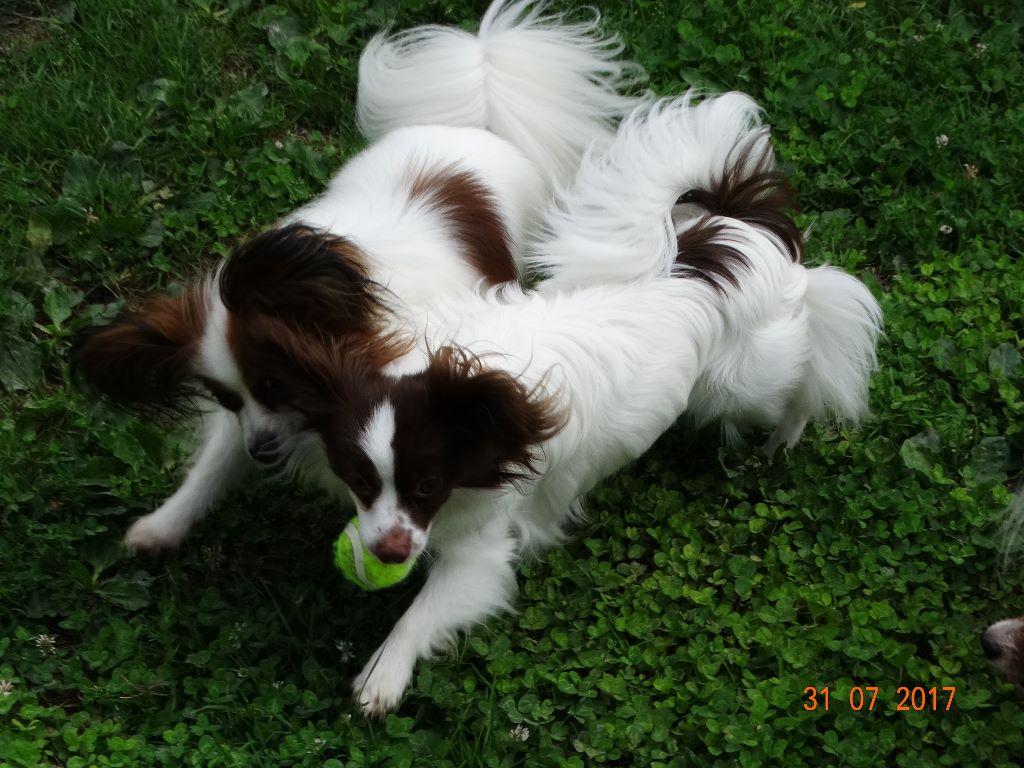 Mirabelle De La Vallée De La Py