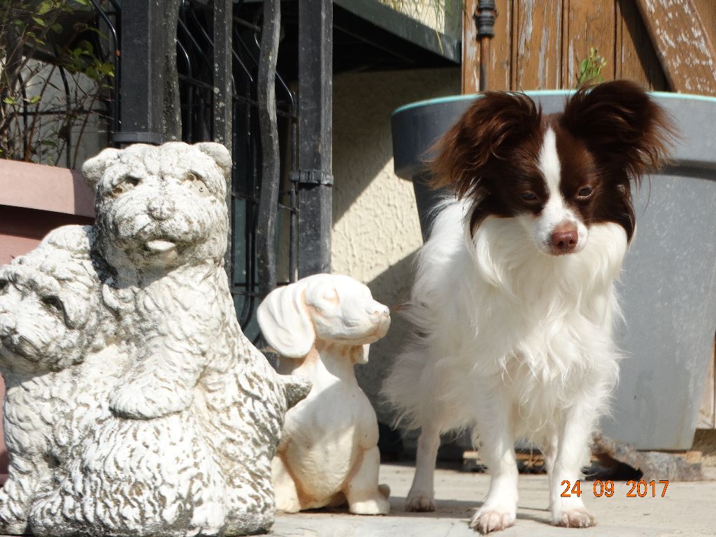 Mirabelle De La Vallée De La Py