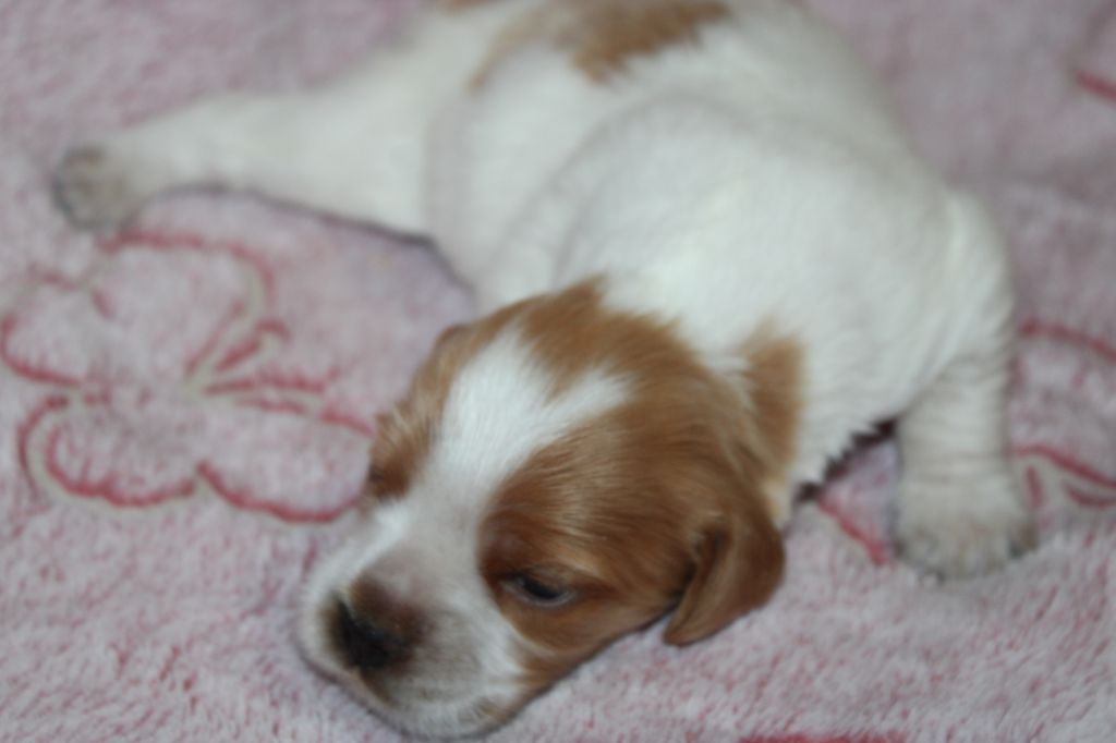 Artus De La Vallée De La Py