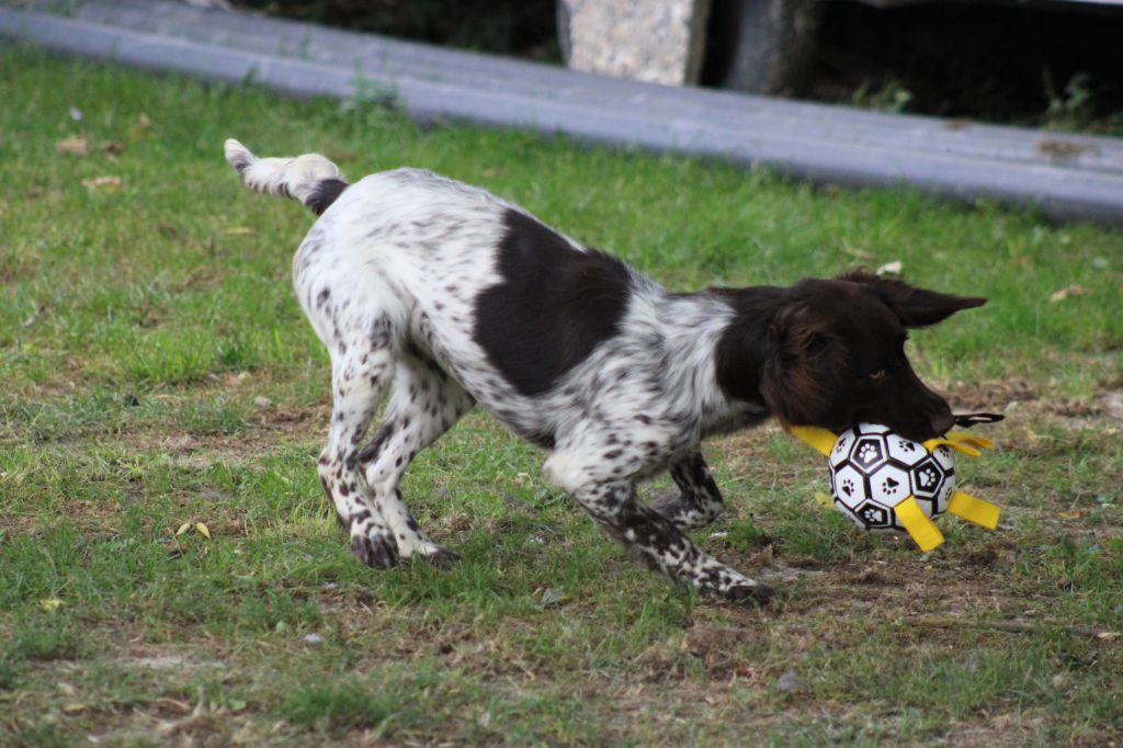 Violette De La Vallée De La Py