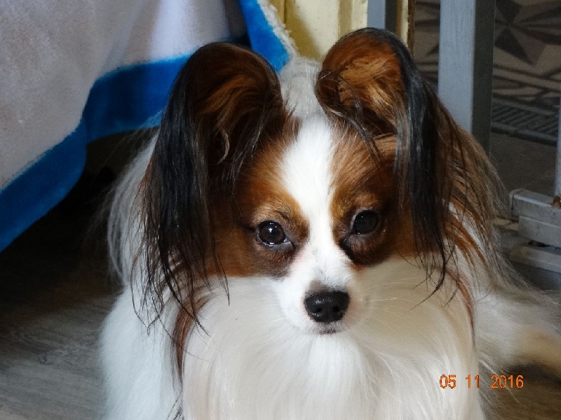 Jepp De La Vallée De La Py