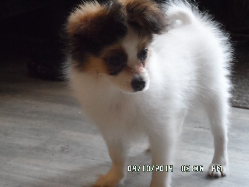 Jepp De La Vallée De La Py