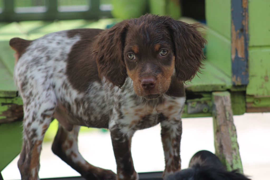 Toto De La Vallée De La Py