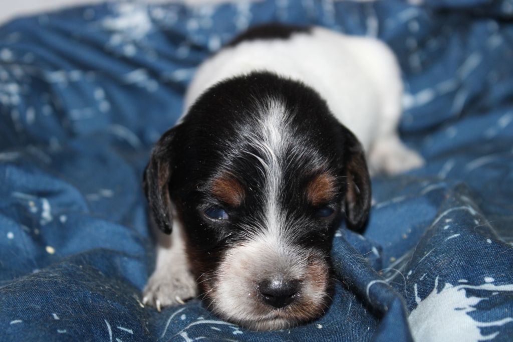 Publication : De La Vallée De La Py