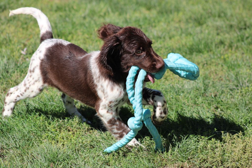 Alpha De La Vallée De La Py