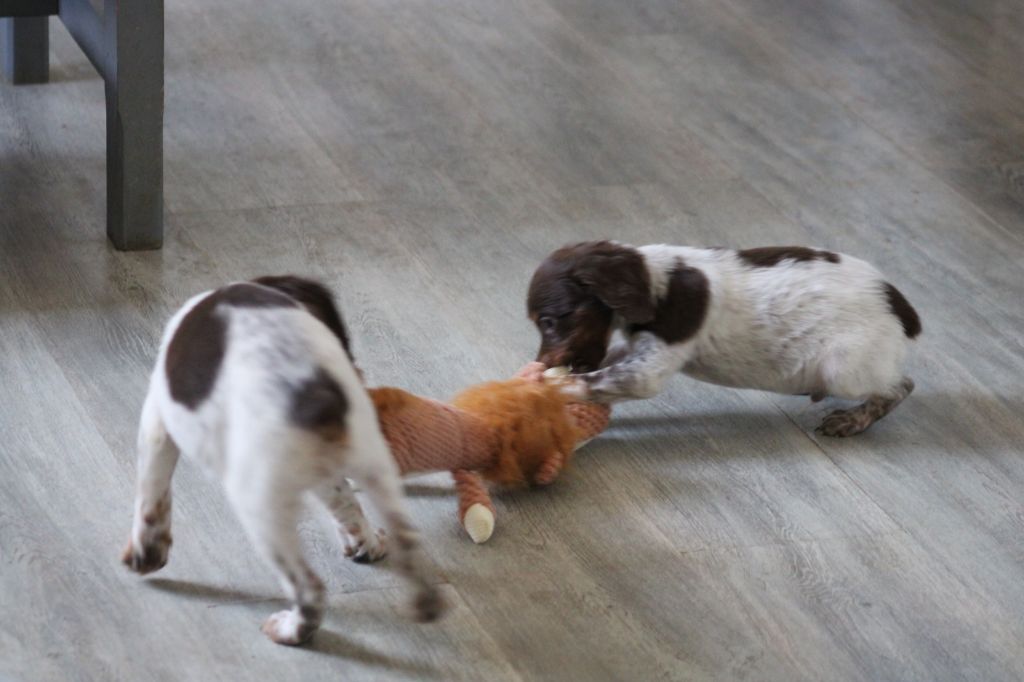 Toto De La Vallée De La Py