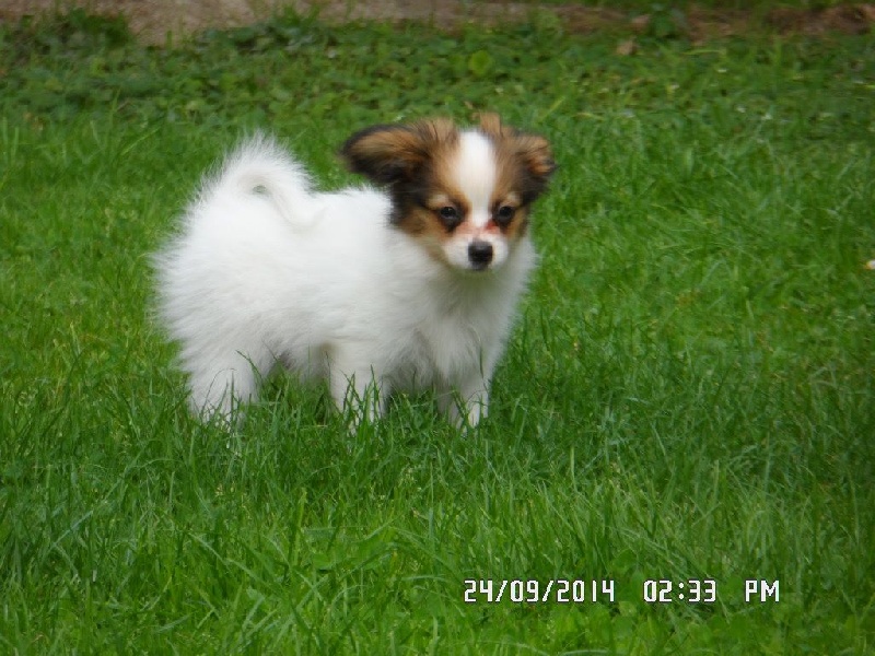 Jepp De La Vallée De La Py